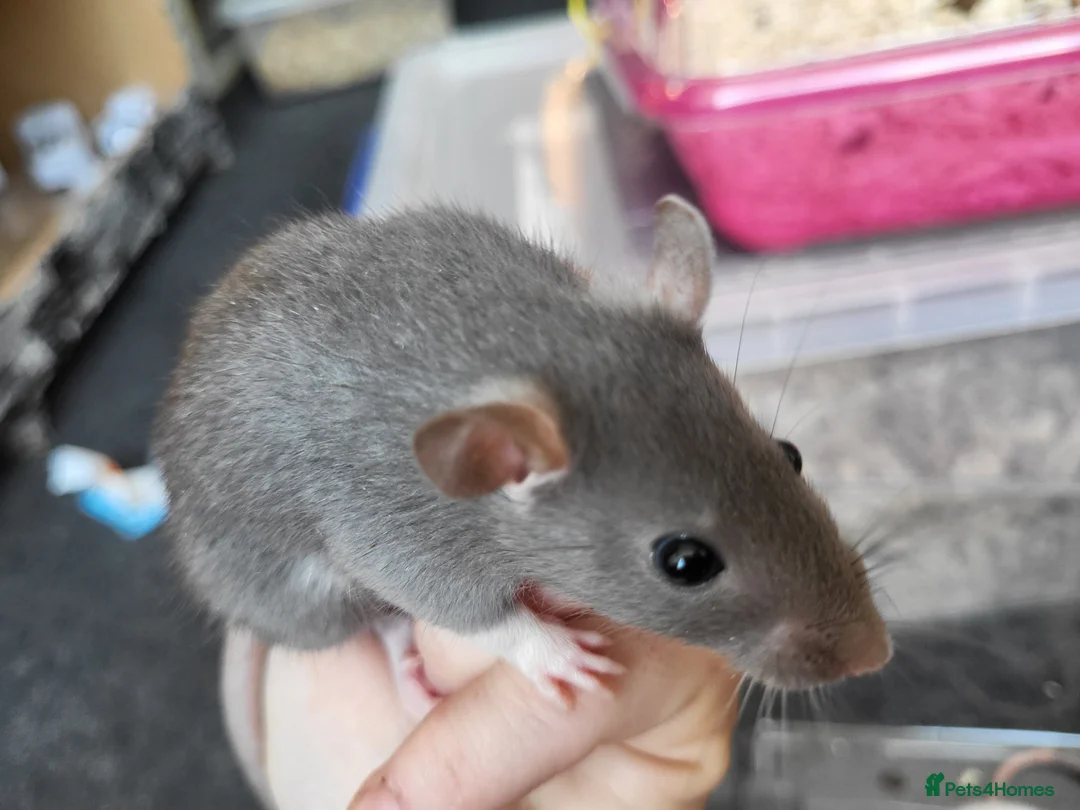 Rat rodents for sale: Friendly blue litter - Advert 3