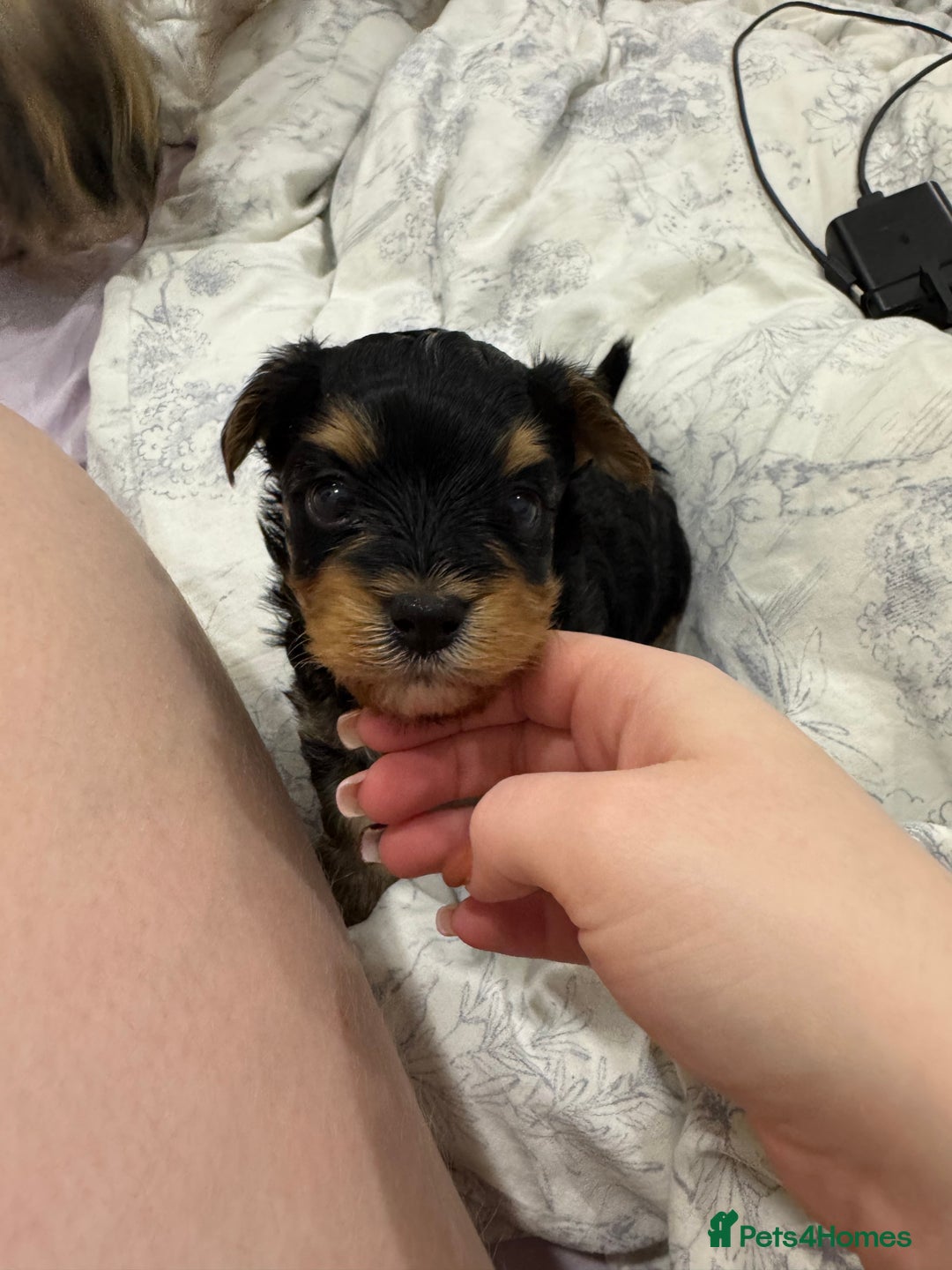 Shihpoo dogs for stud: gorgeous Shihpoo boy for studding  - Advert 14