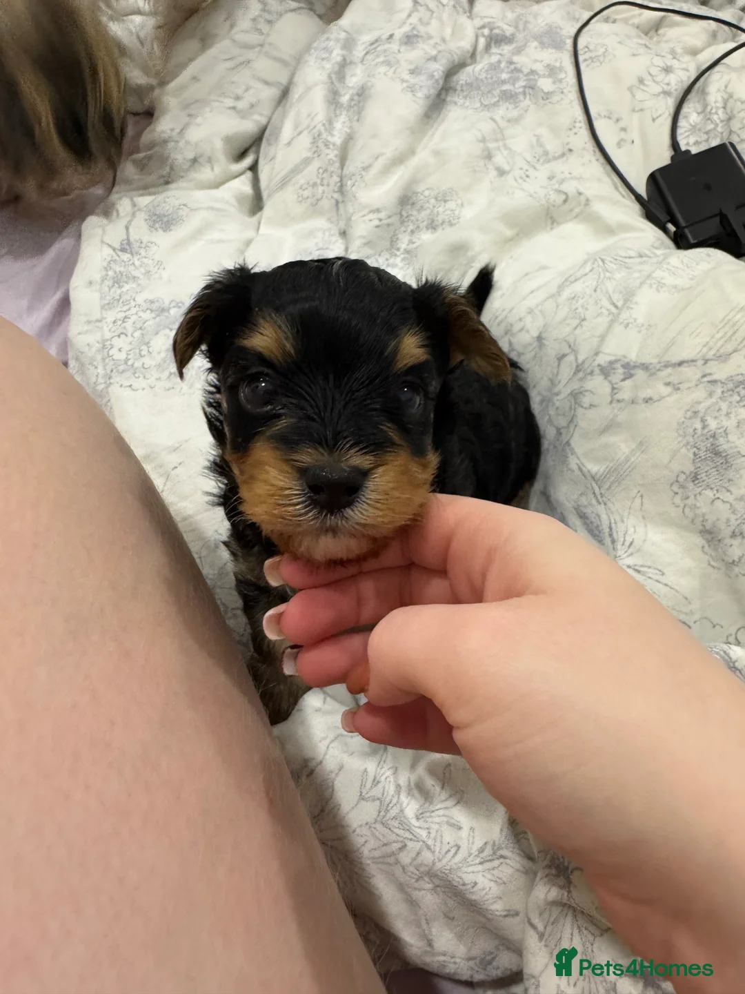 Shihpoo dogs for stud: gorgeous Shihpoo boy for studding  - Advert 14