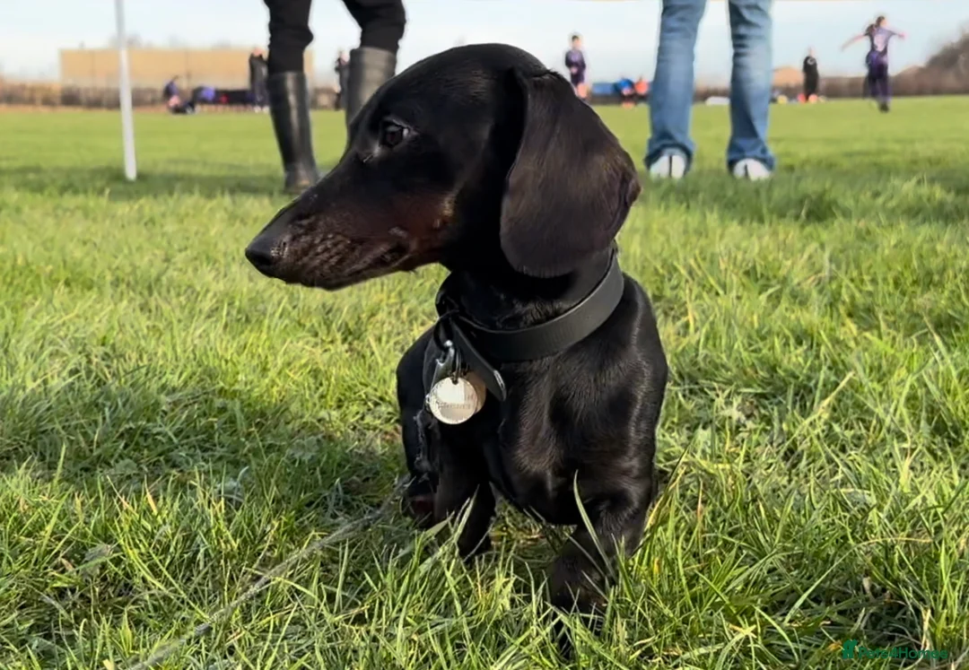 Miniature Dachshund dogs for stud: Rare KC Reg & Health Tested Miniature Dachshund in Rotherham - Advert 16