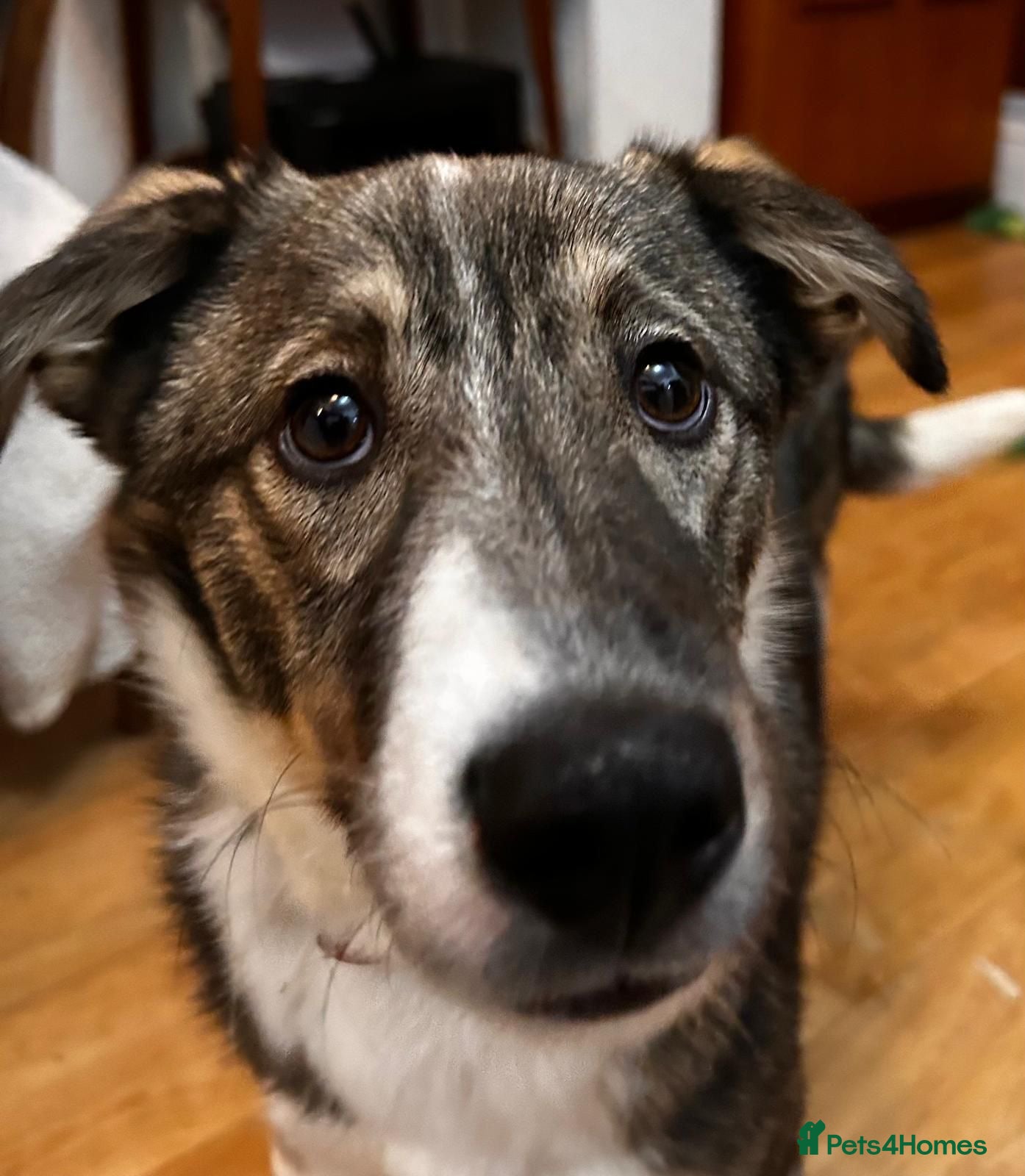 Mixed Breed dogs Pecan  - Advert 3