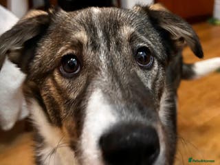 Mixed Breed dogs Pecan - Advert 19