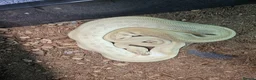Python Snake reptiles for sale: Royal pythons - Advert 3