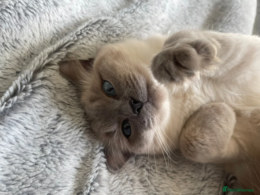 Ragdoll cats for sale: GCCF Active Female Ragdoll - Advert 1