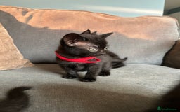 Domestic Shorthair cats for sale: Beautiful black kittens.  - Image 4
