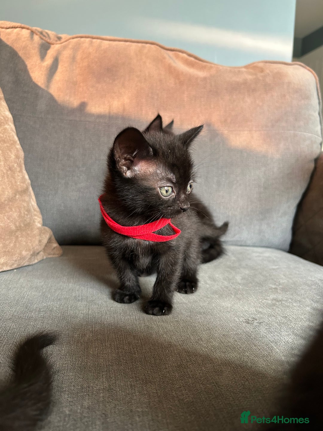 Domestic Shorthair cats for sale: Beautiful black kittens.  - Image 4