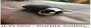 (L2) Girl - Purple Collar