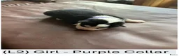 Siberian Husky dogs for sale: 🐾 Siberian Husky Puppies–Two Litters Available 🐾 in Oldham - Advert 13