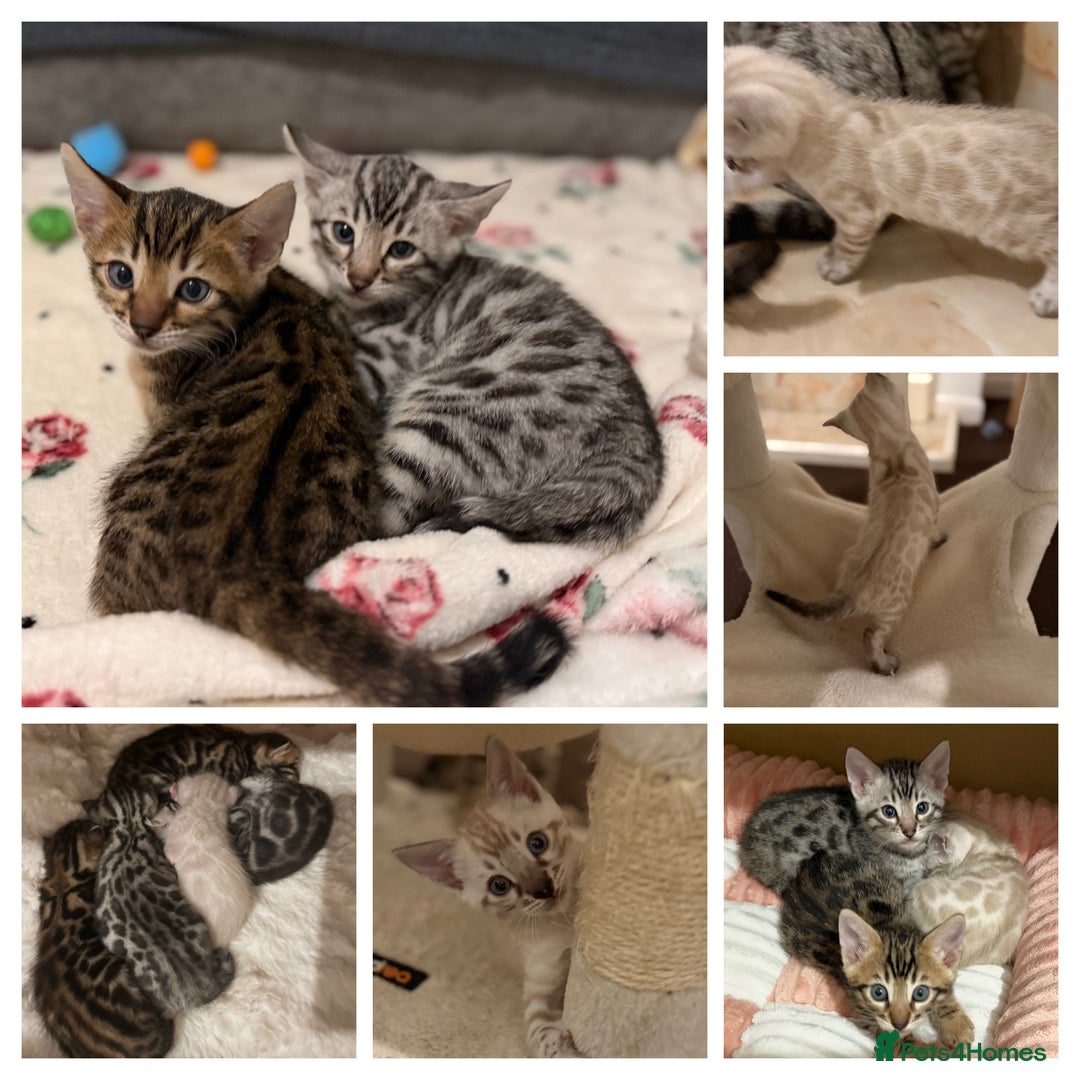 Bengal cats for sale: 🩶 BENGAL 🔥 KITTENS 🤍 TICA REGISTERED  - Advert 24