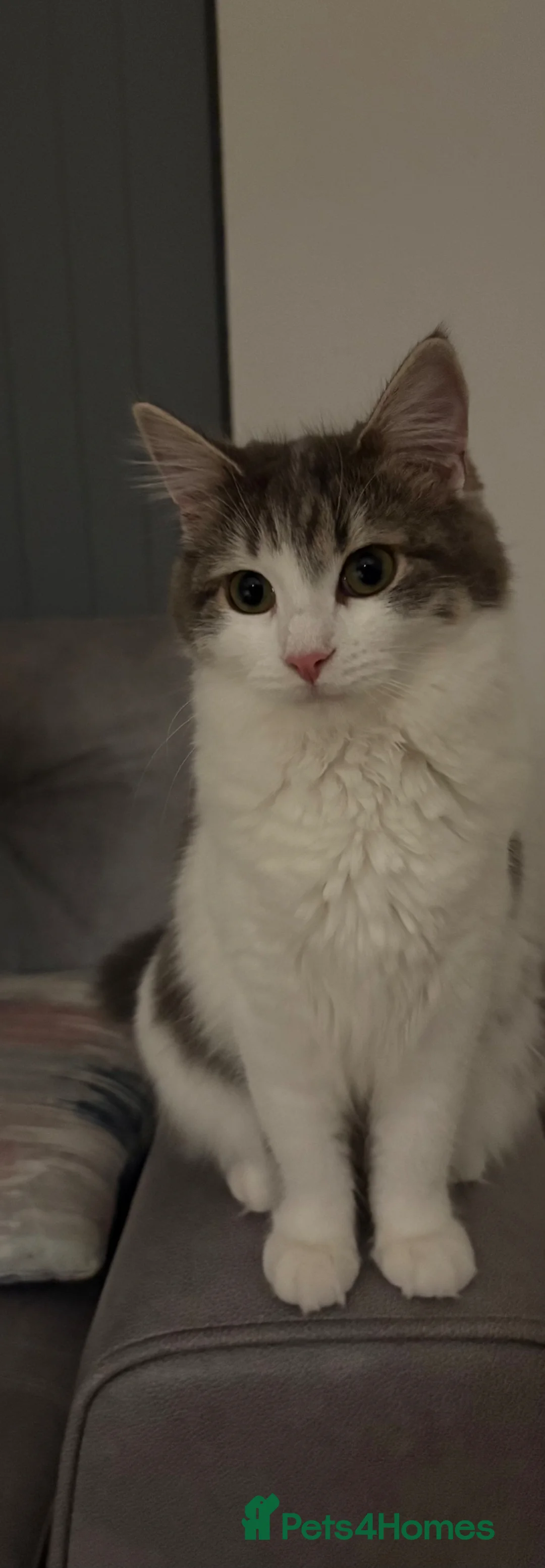 Mixed Breed cats for sale: 9 Month Old Female Kitten  - Advert 4