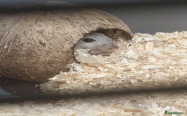Gerbil rodents - Advert 2