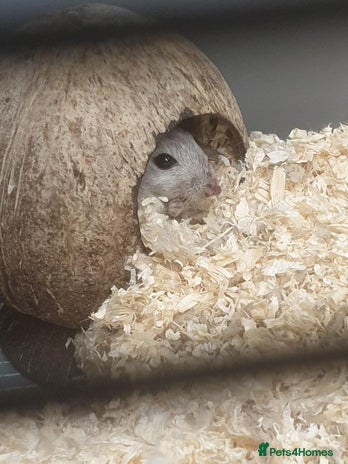 Gerbil rodents - Advert 2