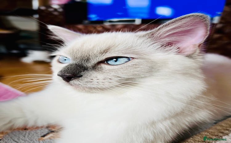 Ragdoll cats in London - Advert 6