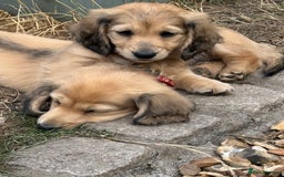 Miniature Dachshund dogs for sale: 2 Male ready to leave Miniature Dachshund  - Image 11