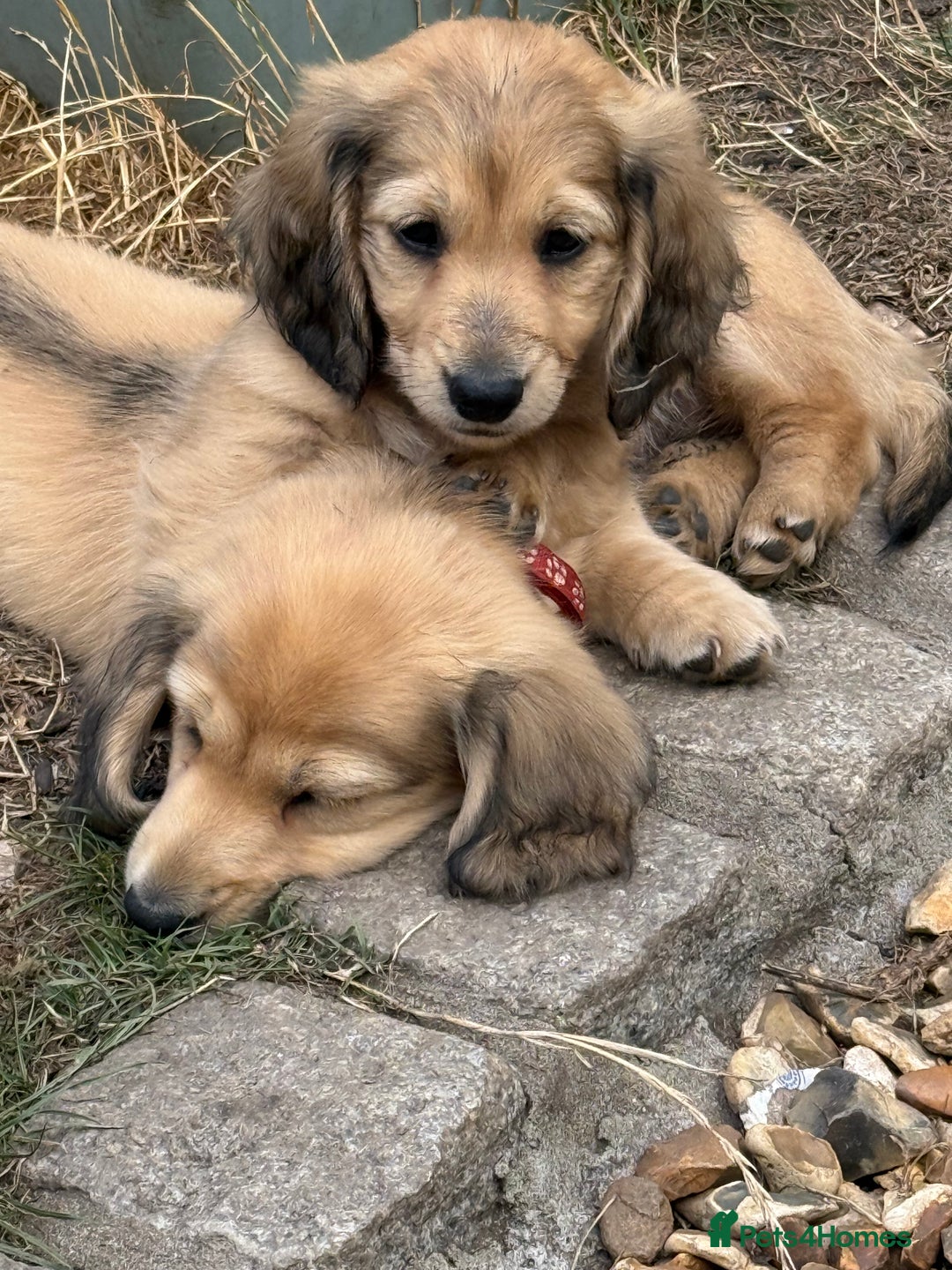 Miniature Dachshund dogs for sale: 2 Male ready to leave Miniature Dachshund  - Image 11