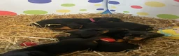 Miniature Dachshund dogs for sale: 4 black & tan miniature dachshund puppies. - Advert 23