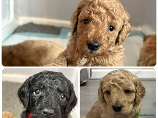 Cavapoochon dogs Cavapoochon - Advert 3