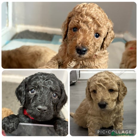 Cavapoochon dogs Cavapoochon - Advert 1