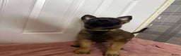 Belgian Shepherd Dog dogs for sale: 2 male puppies  - Advert 3
