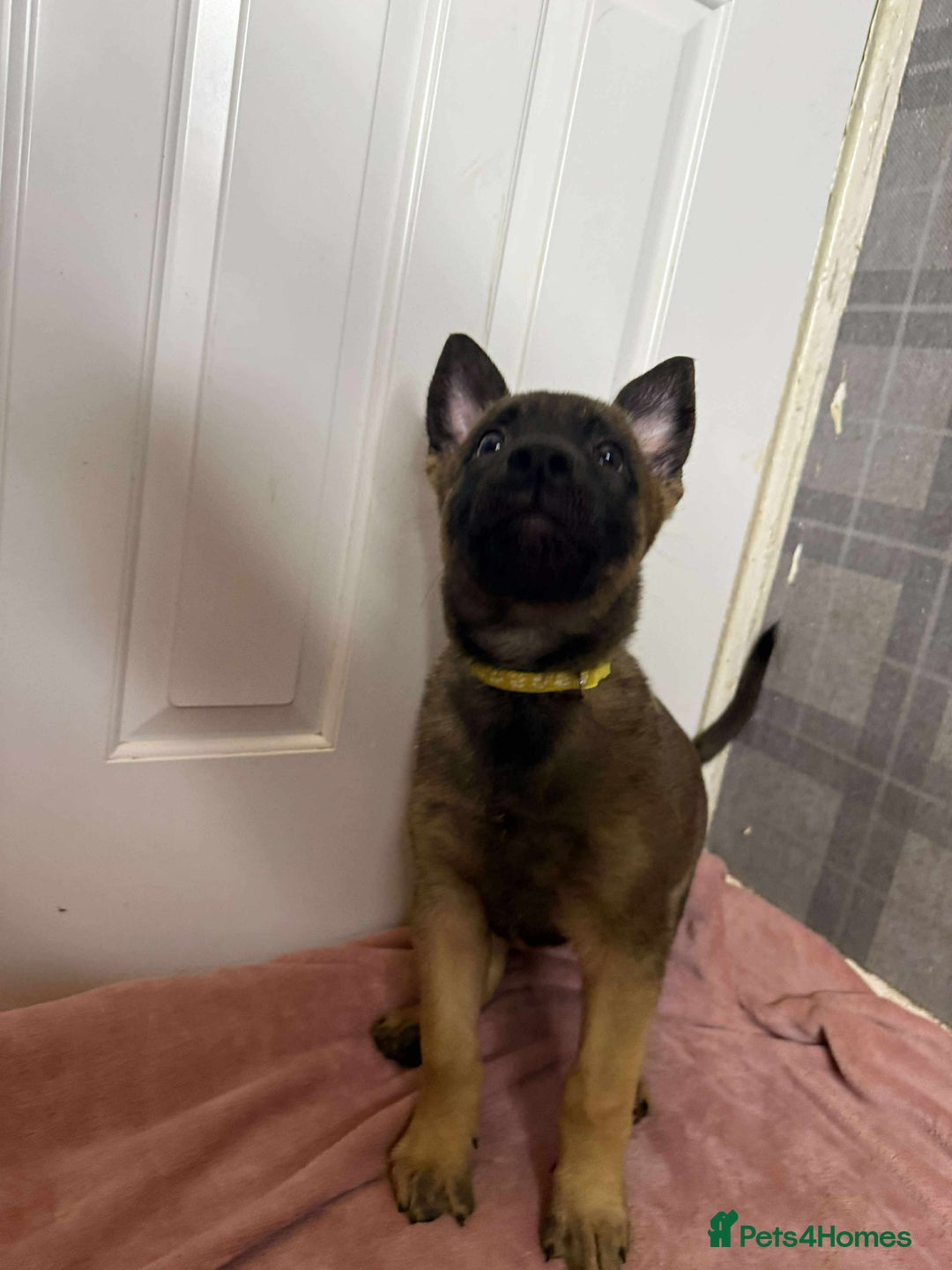 Belgian Shepherd Dog dogs for sale: 2 male puppies  - Advert 3