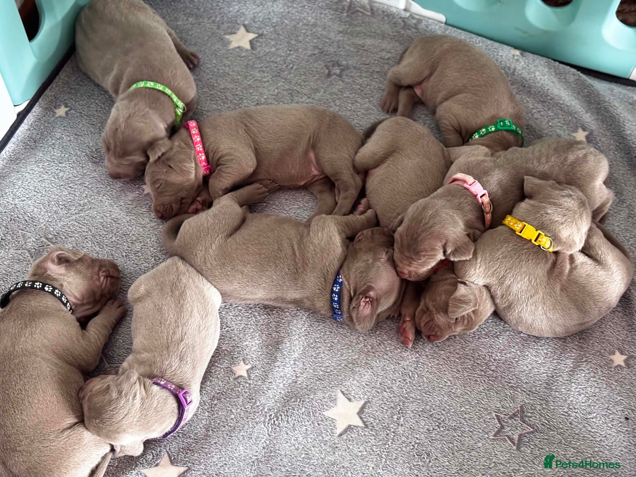 Weimaraner dogs 🩶Beautiful Silver KC Registered Weimaraner’s - Advert 13