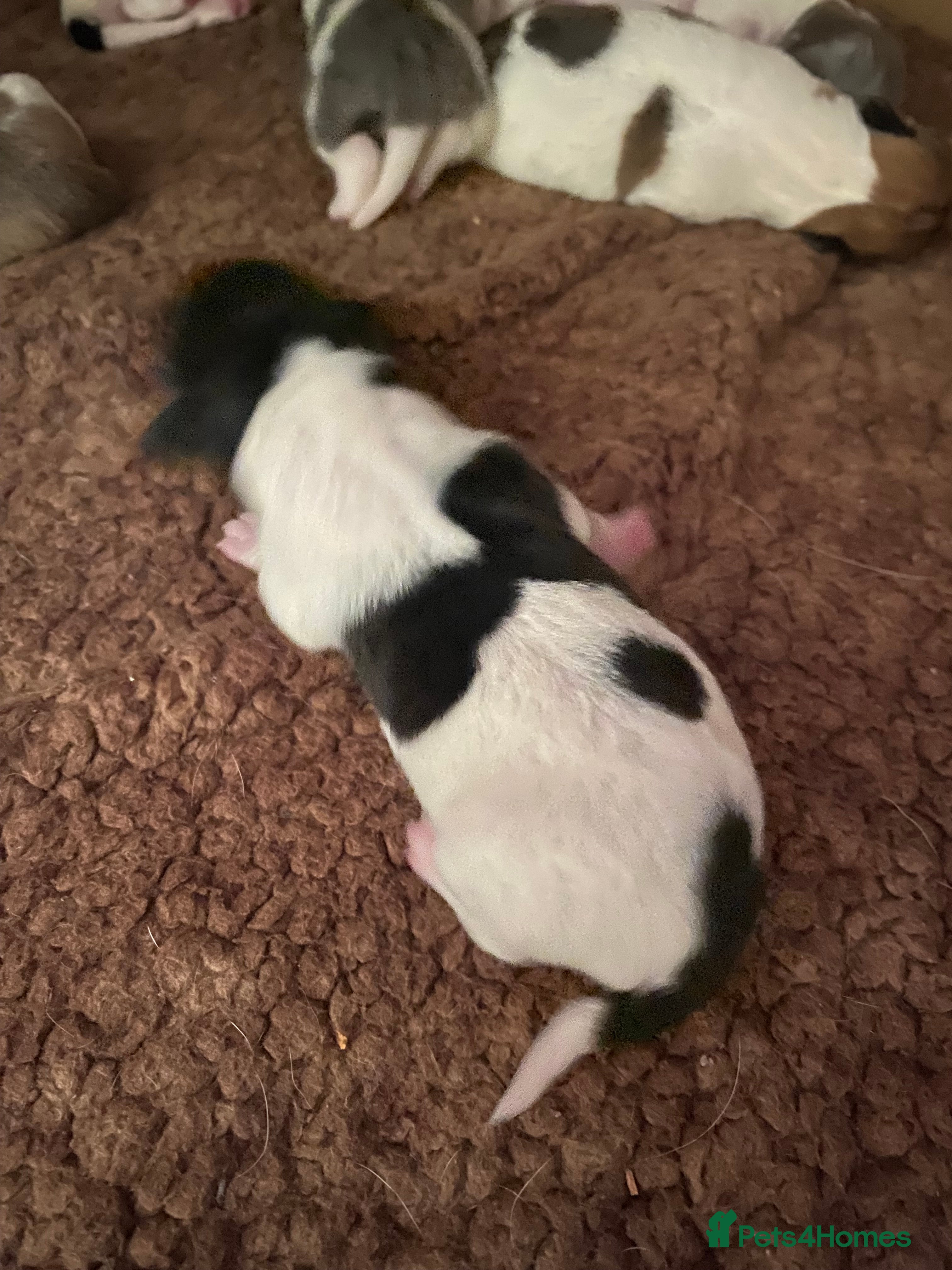 Jack Russell dogs Wonderful array of JRT pups - Advert 2