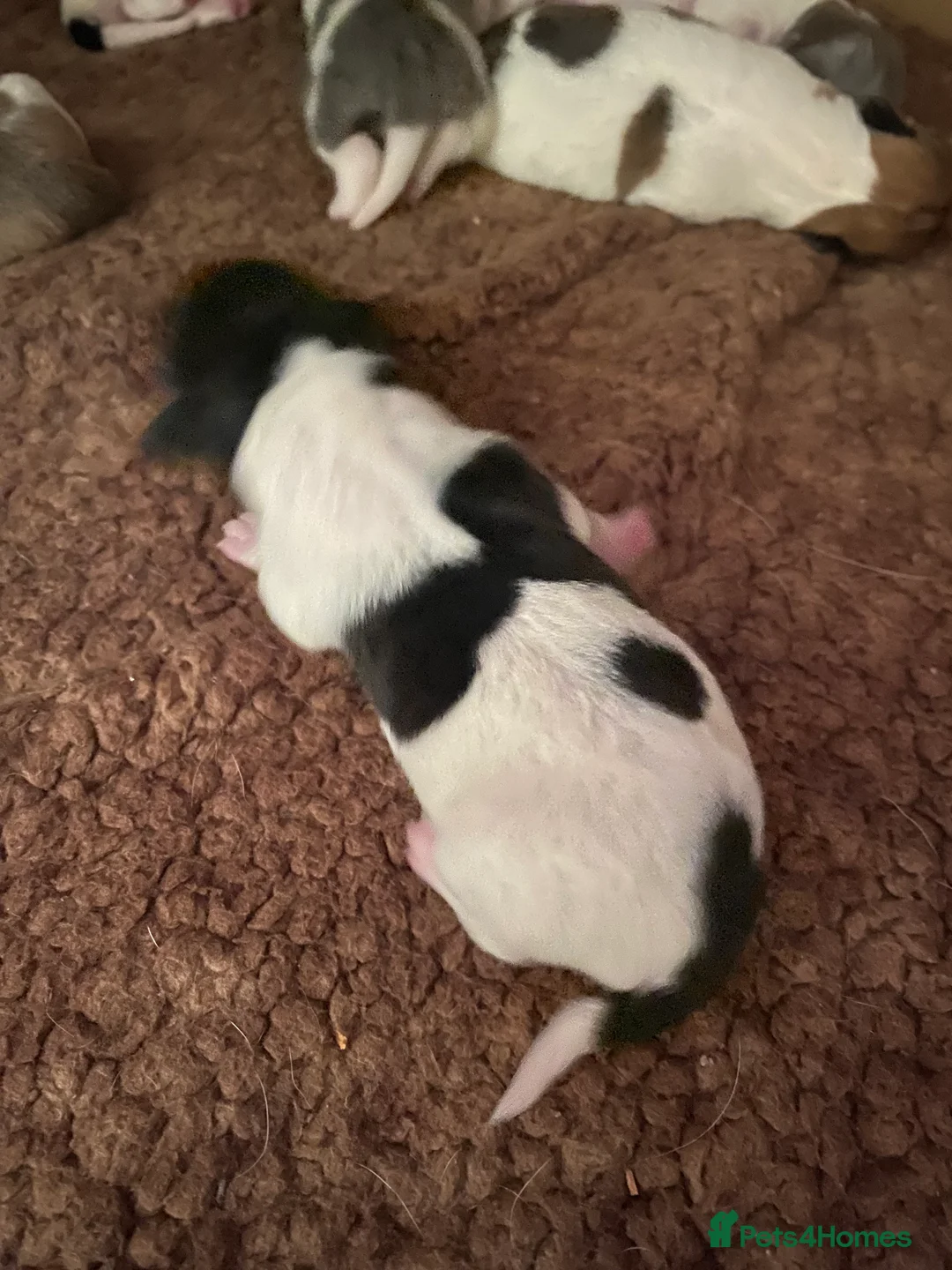 Jack Russell dogs for sale: Wonderful array of JRT pups - Advert 2