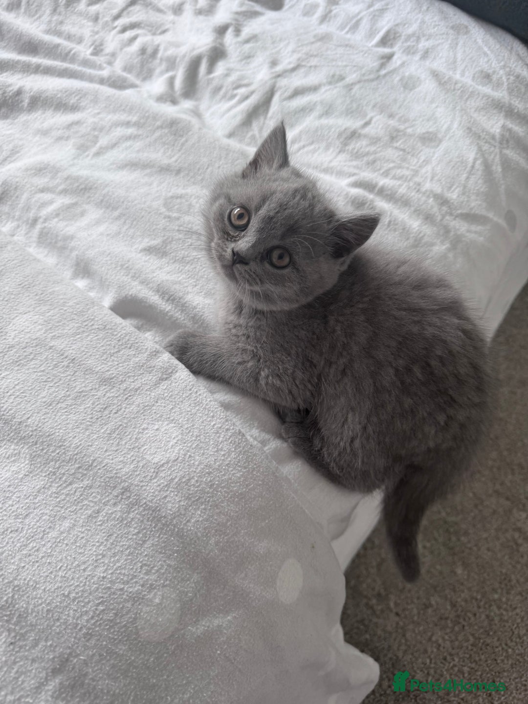 British Shorthair cats for sale: British shorthair kittens 🐈‍⬛ - Advert 14