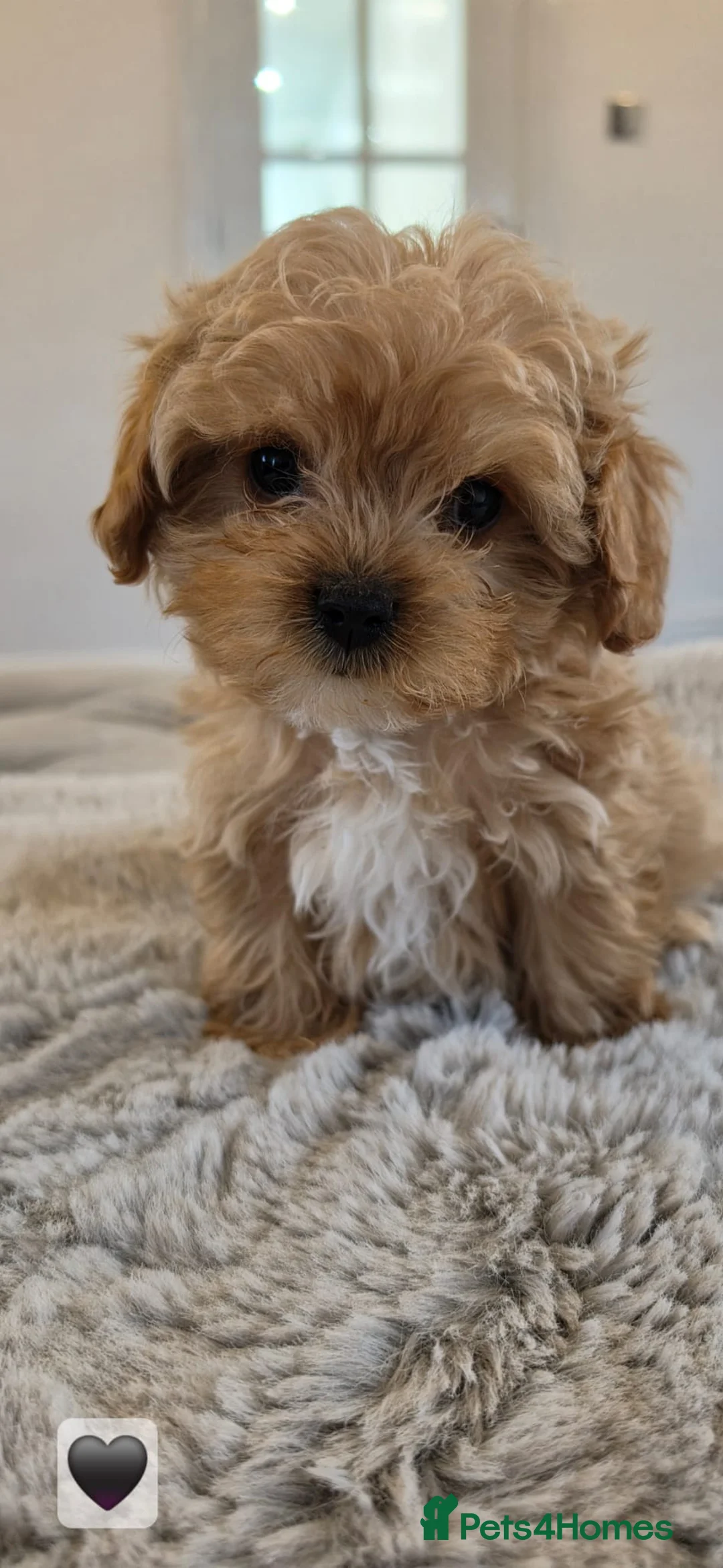 Cavapoo dogs for sale: Beautiful red cavapoo babies,ready to leave now - Advert 1