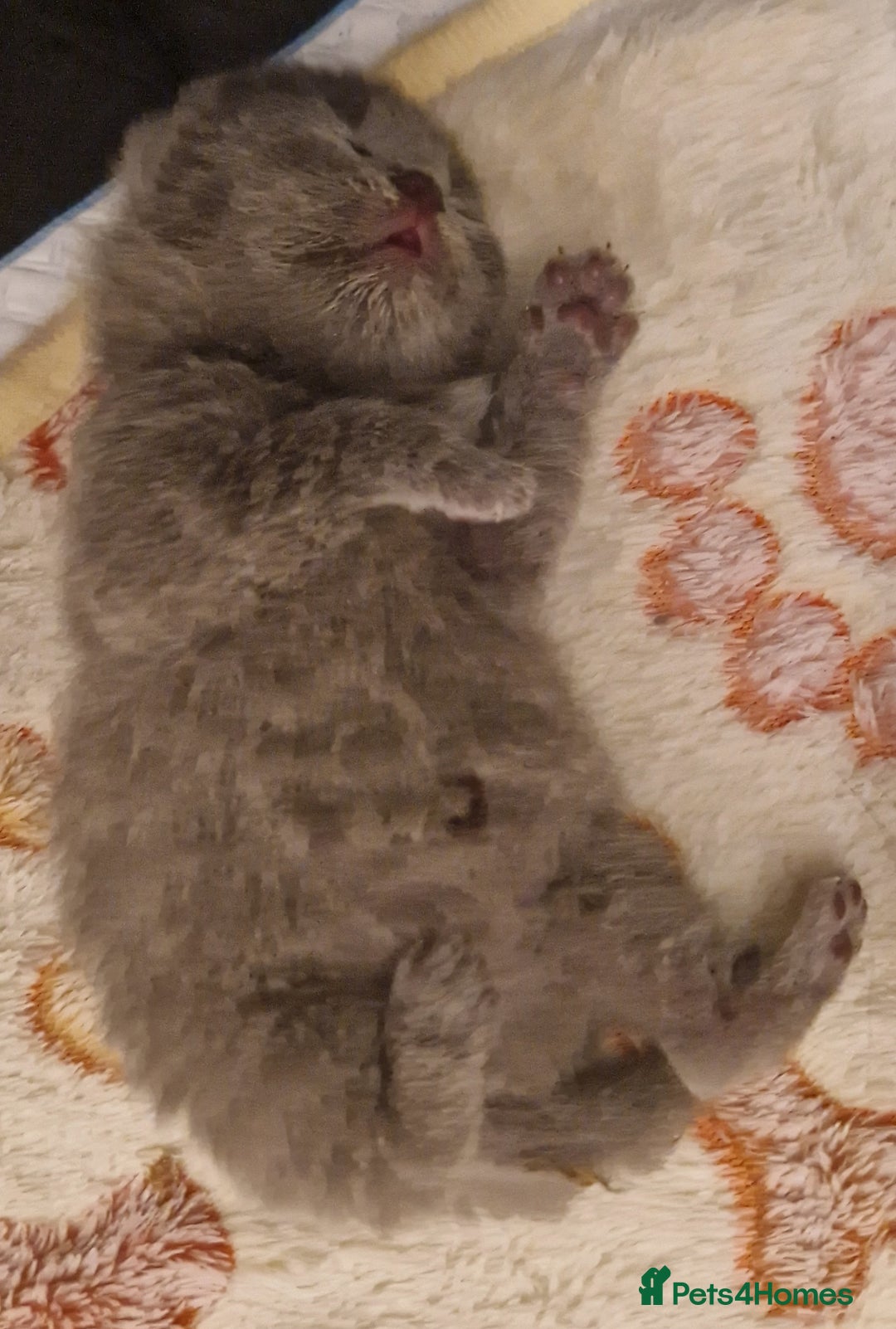 British Shorthair cats for sale: ✨ GCCF Registered British Shorthair Kittens ✨ - Image 5