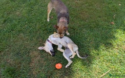 Mixed Breed dogs for adoption: Sweet Margot looking for Love  - Image 5