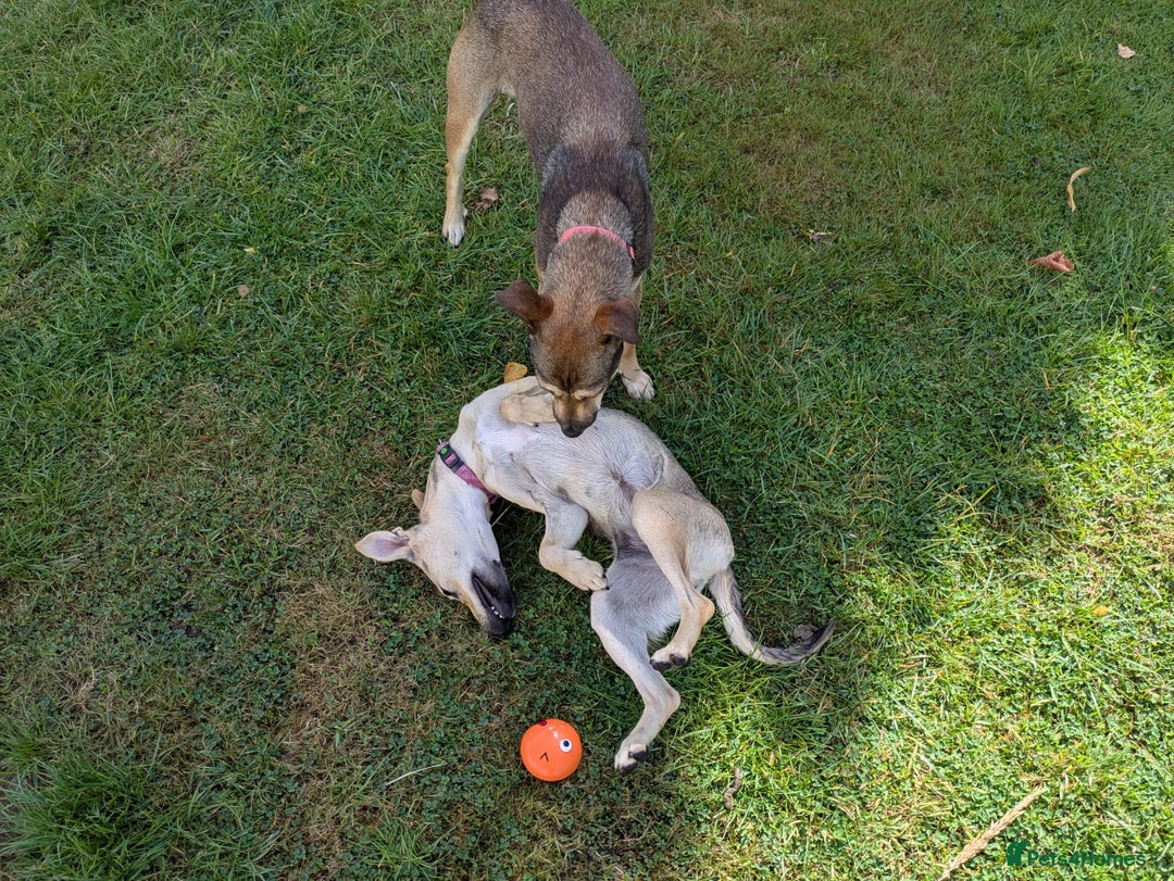 Mixed Breed dogs for adoption: Sweet Margot looking for Love  - Image 5
