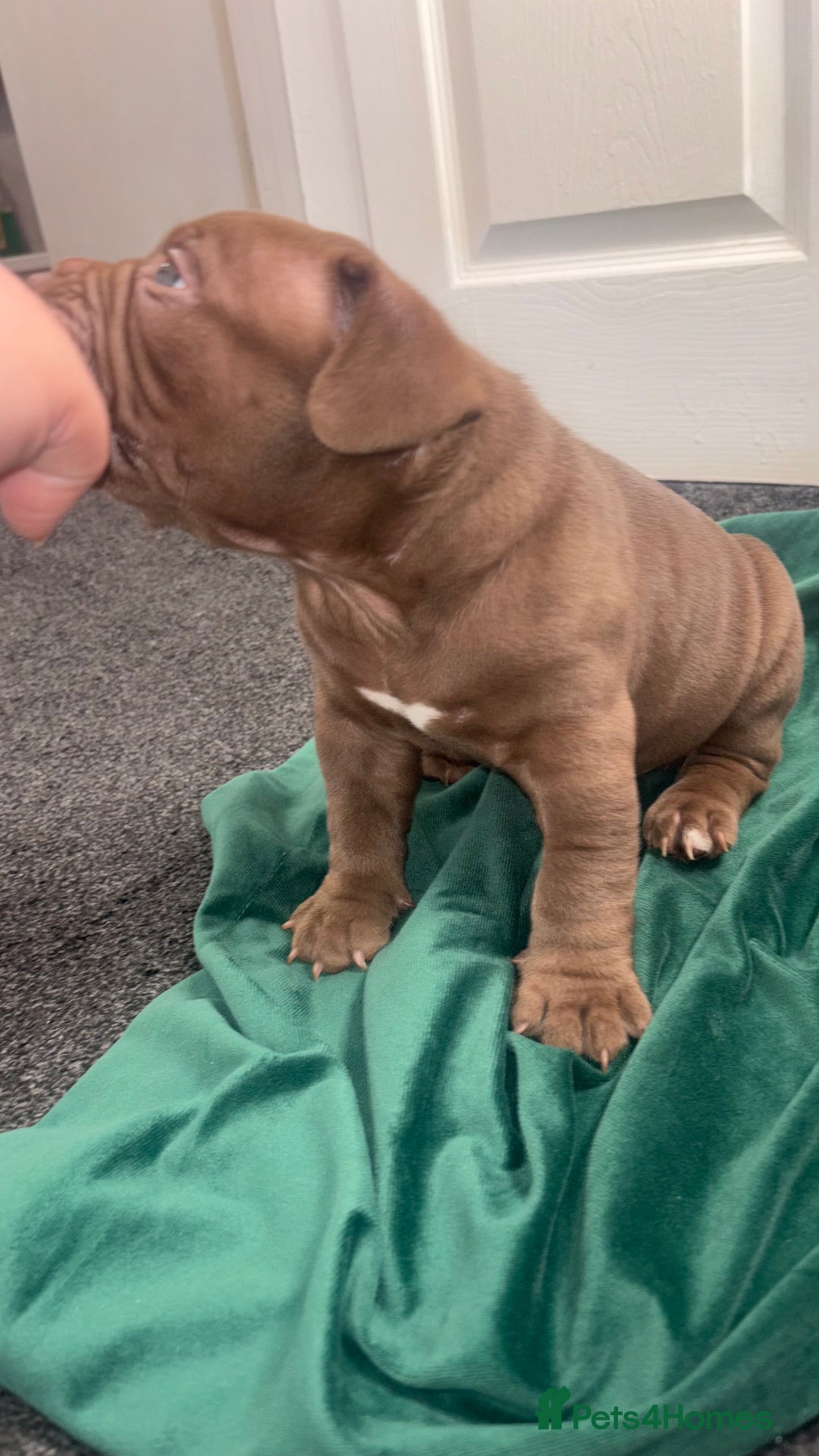 American Bully dogs for sale: Pocket bully pups ready too leave 11th dec - Advert 13