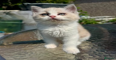 Ragdoll cats - Advert 12