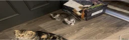 Mixed Breed cats for sale: Scottish fold and bengal cross kittens  - Advert 9