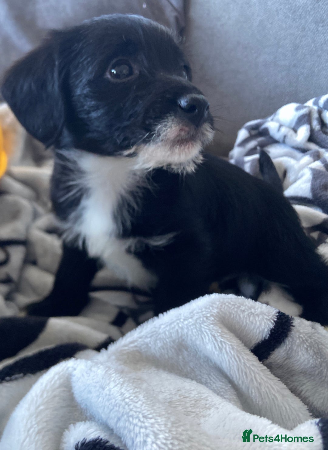 Patterjack dogs for sale: Patterjacks  - Advert 5