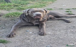 Labrador Retriever dogs for sale: Chunky cute lab pups for sale - Image 28