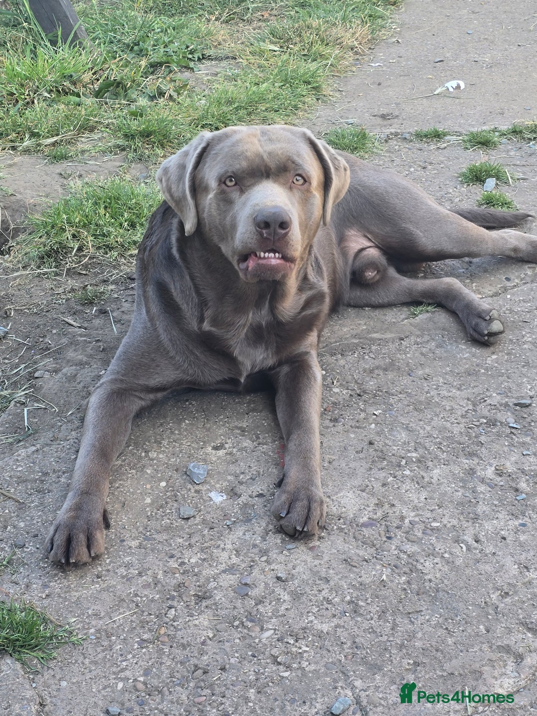 Labrador Retriever dogs for sale: Chunky cute lab pups for sale - Image 28