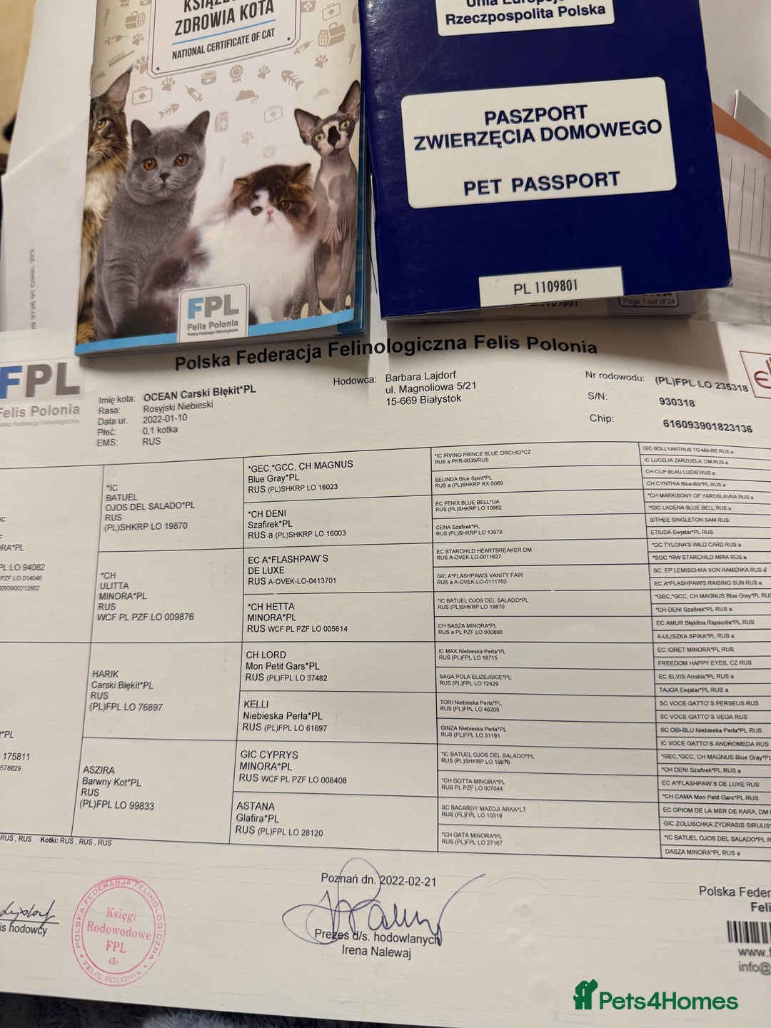 Russian Blue cats for sale: Russian Blue Female ACTIVE, TICA Registered. - Advert 6