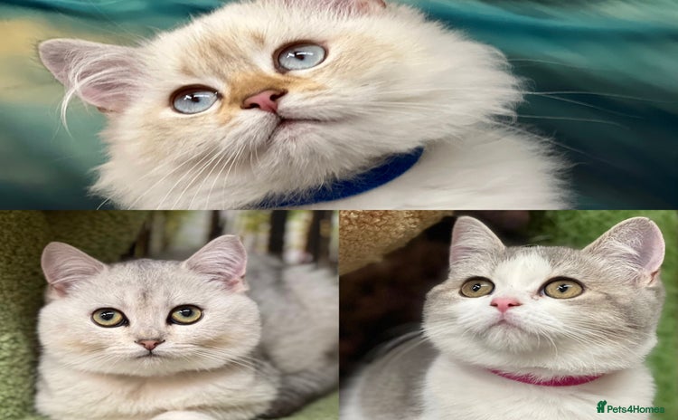 British Shorthair cats - Advert 9