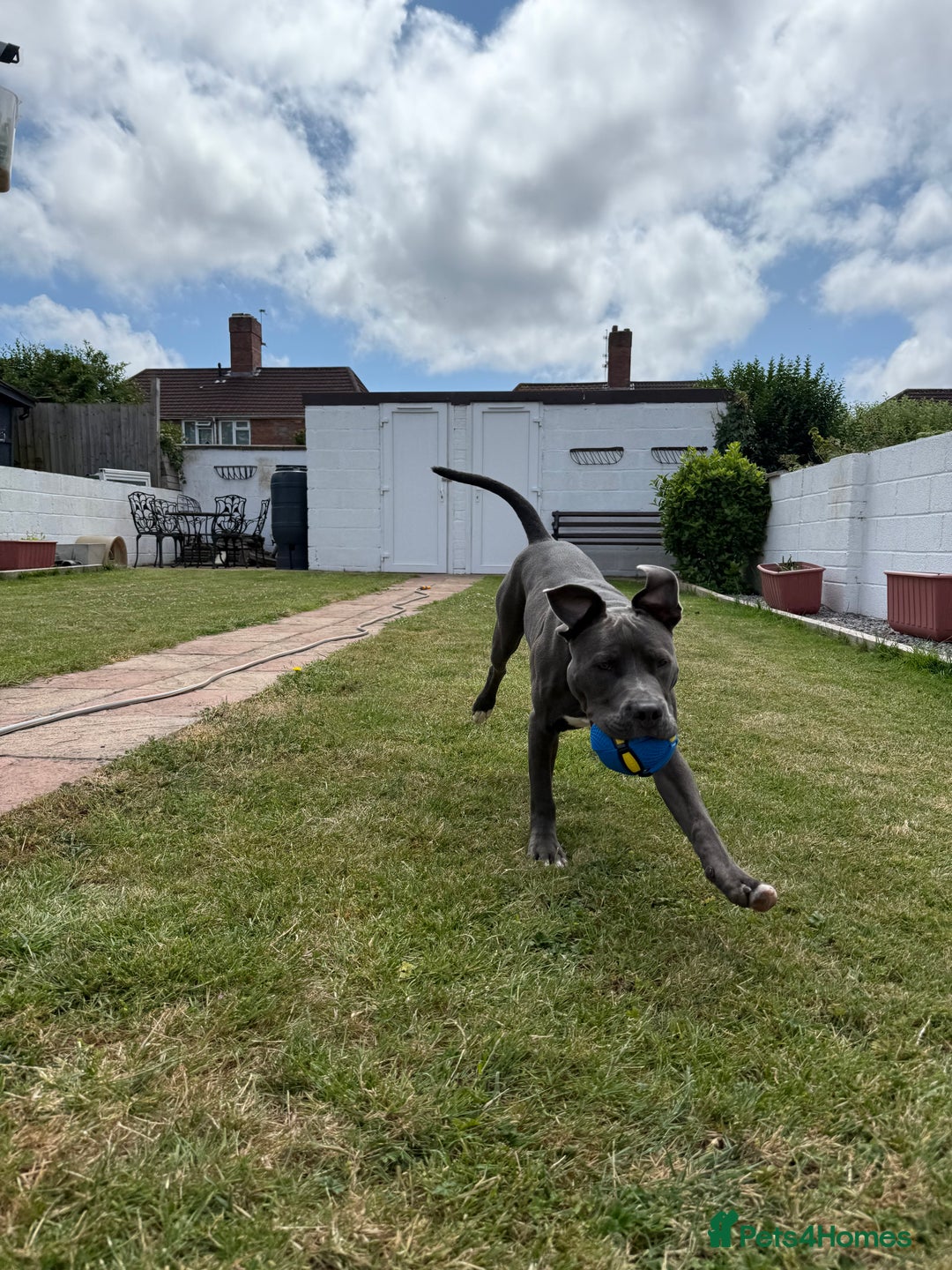 Staffordshire Bull Terrier dogs for sale: 7 month old puppy  - Image 7