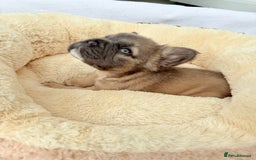 French Bulldog dogs for sale: Visual fluffy ** French bulldog puppies - Image 21
