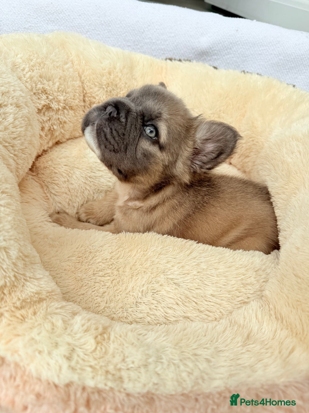 French Bulldog dogs for sale: Visual fluffy ** French bulldog puppies - Image 21