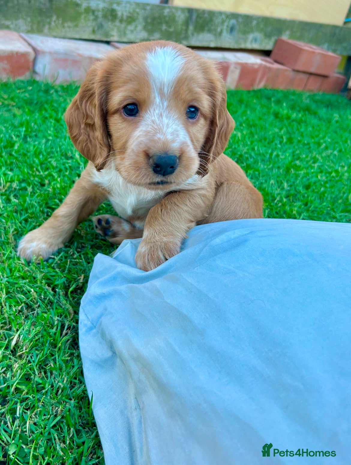 Cocker Spaniel dogs for sale: ✨Gorgeous Golden Working Cocker Girls Ready Soon!✨ - Advert 5