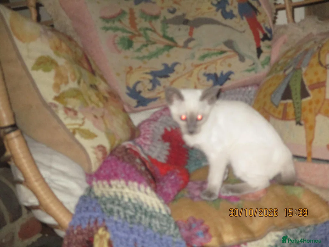 Siamese cats for sale: siamese blue point girl kitten - Advert 2