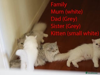 Persian cats persians all white 1 boy 2 girls - Advert 2