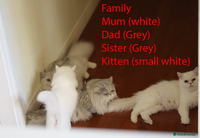 Persian cats persians all white 1 boy 2 girls - Advert 2