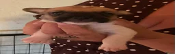 Jack Russell dogs for sale: Traditional Tiny Jack Russell, - Advert 4