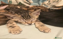 Bengal cats for sale: Cute and fluffy half Bengal kittens  - Image 8