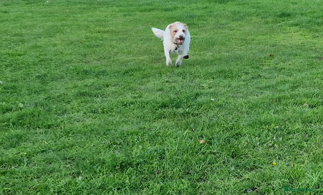 Jack Russell dogs for sale: Jack Russell Looking for a Special Home in Newton Abbot - Advert 8